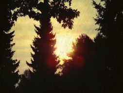 silhouettes of trees in the bright rays of the setting sun