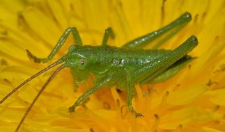 grasshoppers
