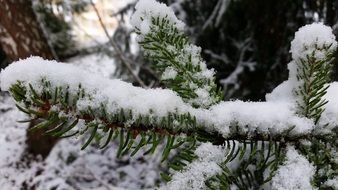 closeup picture of pine branches in the snow