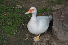 white indo duck on green grass