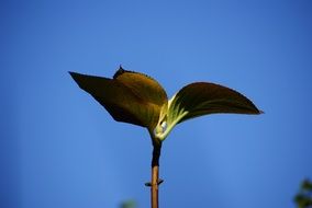 The stem of a young plant with green leaves