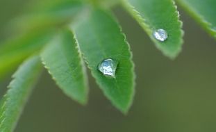 terrific rain drop