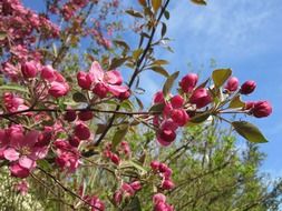 Pink summer blossoms