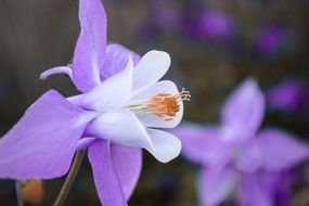 purple flower at the garden plant