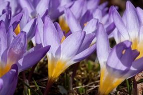 photo of purple crocuses