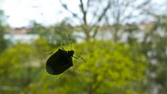 beetle on glass