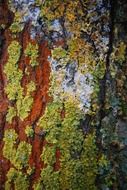 corolful lichen on tree bark