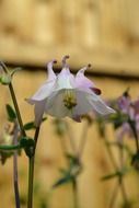 Closeup photo of aquilegia flowers