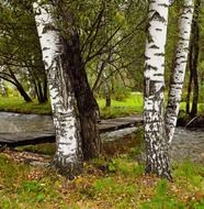 birch trees river