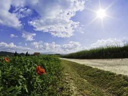 poppies on the outskirts of the road in tuscany