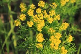 yellow flowers of bright cypress