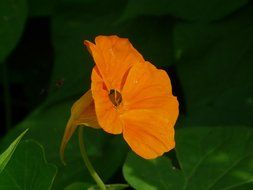 orange tropaeolum majus