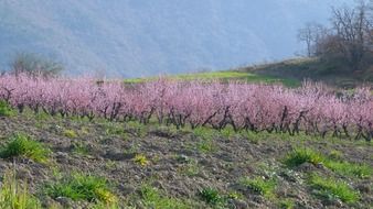 pink flowers on the field