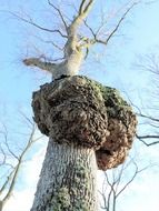 knot on a big tree