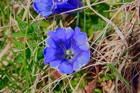 Closeup Picture of gentian blue flowers