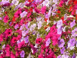 a lot of colorful colorful flowers in the grass