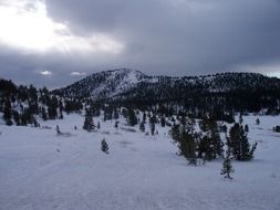 snow among the trees on the mountain