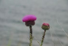 picture of the purple flowers
