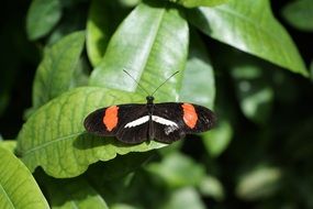 butterfly insect with colorful wings