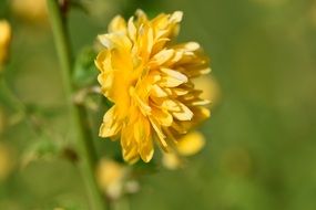 terrific shrub flowers