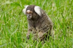 fluffy primate wildlife