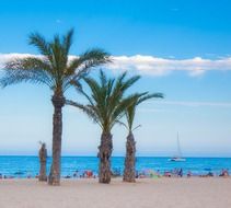 palms on the beach exotic tourism