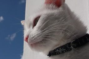 white cat with a black collar