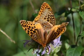 Yellow butterflies on wildflowers