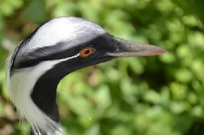 Exotic bird with the white and black head