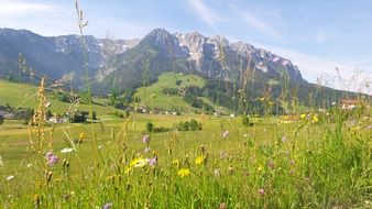 unimaginable mountain meadow