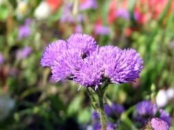 closeup picture of meadow of purple flowers