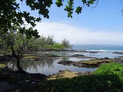 Beautiful, big iceland with plants in Hawaii