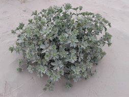 dune thistle in the sand