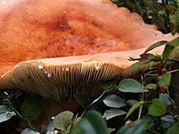 fungus syrovinka