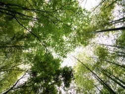 bottom view of bamboo forest in japan