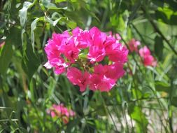 cute pink spring flowers