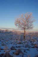 frozen tree on a snowy field