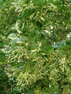 linden tree seeds on a tree close-up