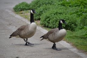 wild geese on the track
