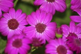 romantic purple daisies