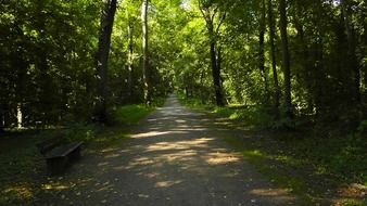 alley in the forest