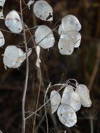 plant with silver leaves