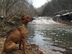 Dog Is Hiking Near The Waterfall among the plants