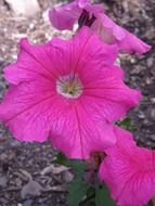 pink petunia is a garden flower on a blurred background