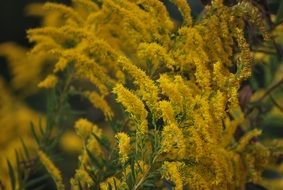 yellow weeds wildflowers