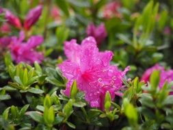 pink azalea flowers after rain close-up