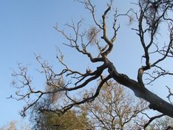 big branches of a leafless tree in india