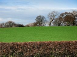 Beautiful landscape of the green pasture, fenced by brown bushes