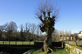 leafless gnarled tree in a sunny landscape