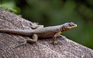 gray iguana in the wild